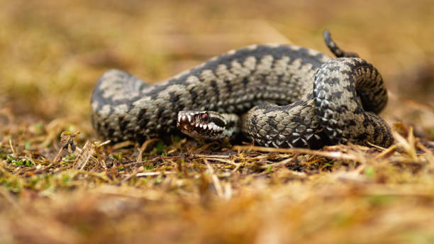 Poisonous common viper lying on the ground in autumn. Poisonous common viper, vipera berus, lying on the ground in autumn. Aggressive snake with patterned skin looking with tangled body. Wild toxic reptile observing on dry grass. common adder stock pictures, royalty-free photos & images