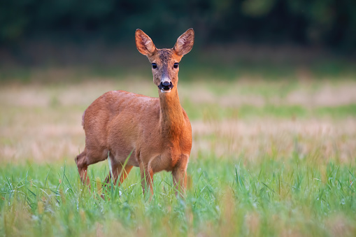 Roe deer, capreolus capreolus, doe standing on field in summer nature. Wild animal female looking to the camera on grassland. Herbivore mammal watching in countryside with copy space.