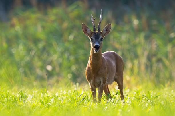 istock Old roe deer standing on meadow in summer. 1266426988
