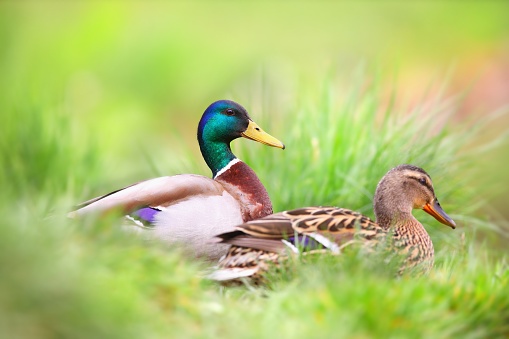 Two mallard, anas platyrhynchos, sitting in grass in summertime nature. Pair of wild birds floating on in wetland from side. Duck male and female swimming in wet habitat.