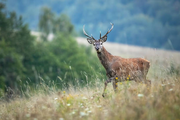 istock Young red deer walking on field in autumn mist. 1266427069