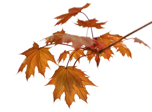 Branch of maple tree with autumn maple-leafs isolated on white background