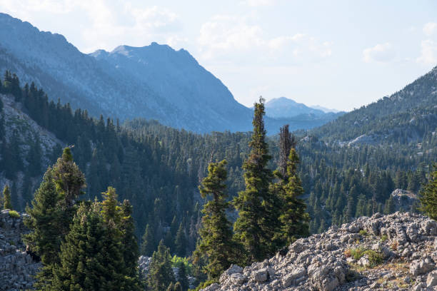 istock Cypress forest landscapes in very dense and wild mountains 1266428084