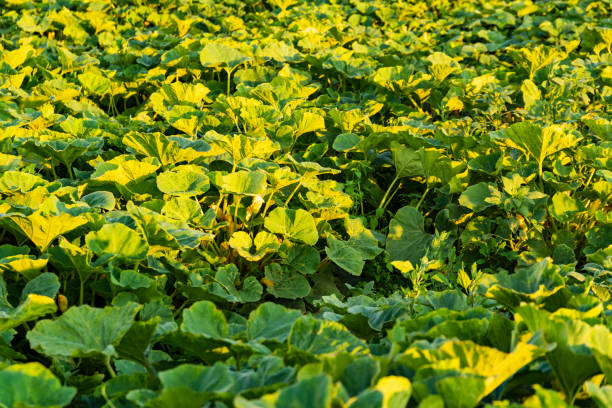 istock Pumpkin field in Austria in summer 1266428334