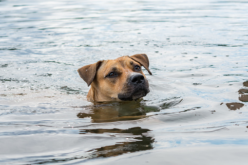 Sad dog pit bull terrier swims alone in the cold water of the river