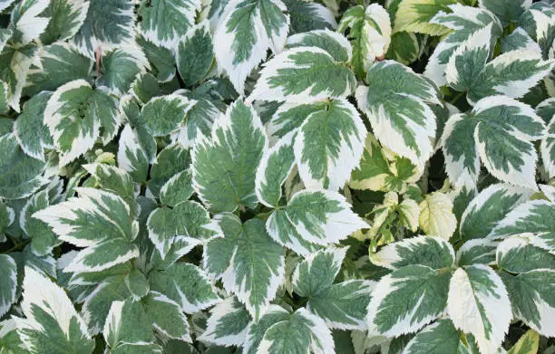 .Background of the plant with beautiful mottled green-and-white leaves.Aegopodium podagraria Variegata.