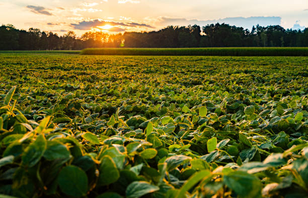 istock Rural landscape with fresh green soy field in sunset. 1266429244