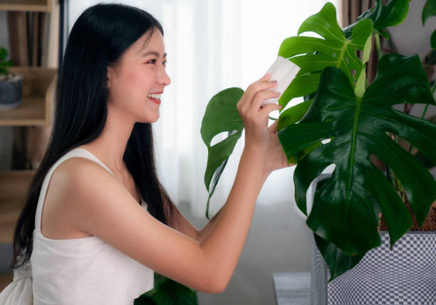 donna asiatica pulisce una monstera lascia nel suo condominio - planting tree human hand women foto e immagini stock