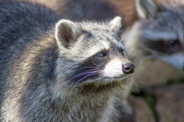 istock Portrait of a raccoon (Procyon lotor) 1266429412