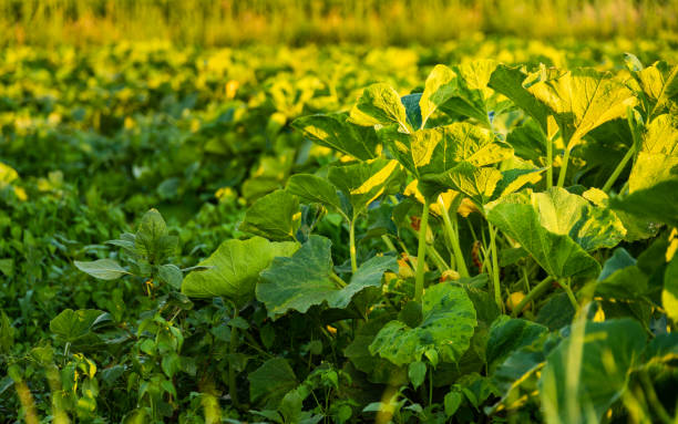 istock Pumpkin field in Austria in summer 1266430261