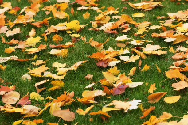 Autumn yellow dry maple-leaves on green grass. Selective focus. Natural background.