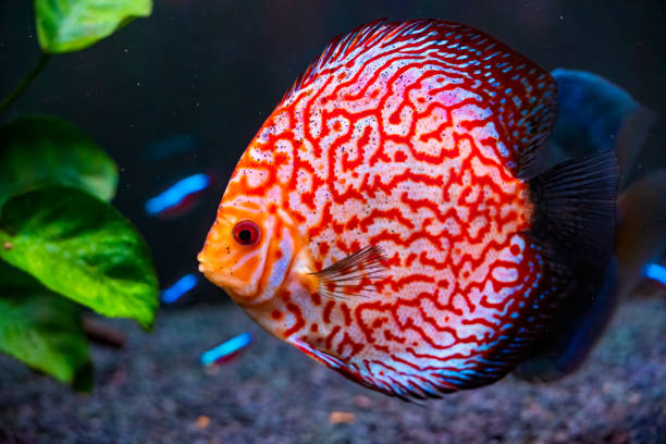 istock Closeup of a checkerboard red tropical Symphysodon discus fish. 1266431439