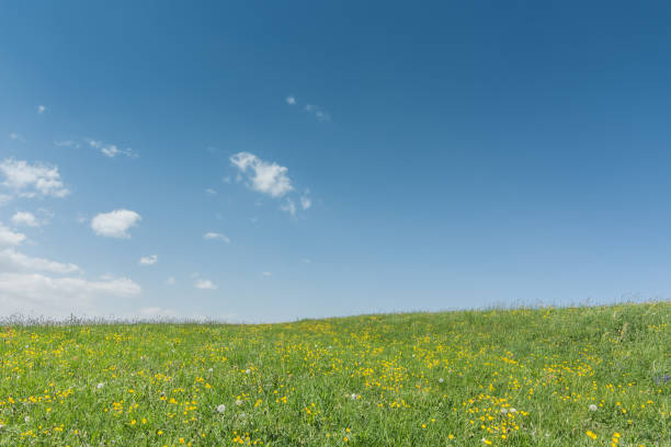 istock flower meadow with sky and clouds in fruehling 1266431590