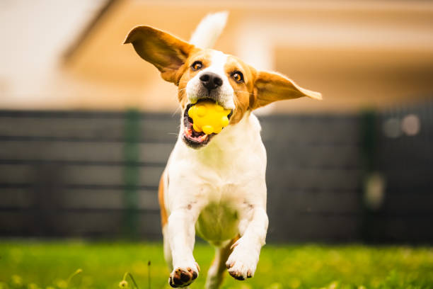 istock Dog fetch a yellow ball in backyard. Active training with beagle dog. 1266431685