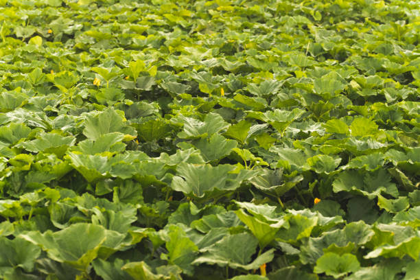 istock Pumpkin field covered with leaves in rural place. 1266432305