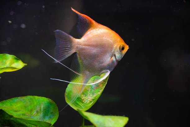 istock Gold Pterophyllum Scalare guarding eggs. Roe on the leaf 1266432404