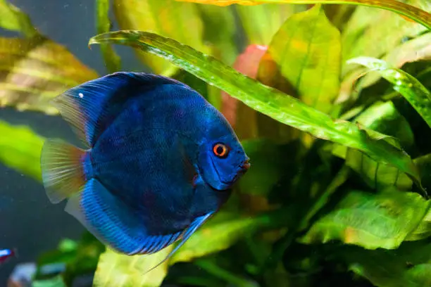 Closeup of a blue tropical Symphysodon discus fish in a fishtank. Selective focus background.