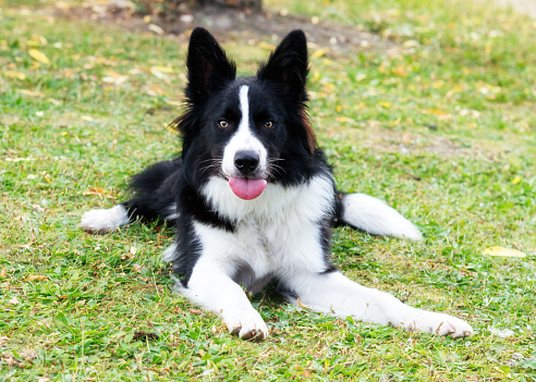 Border collie and terrier looking happily at camera in green natural garden