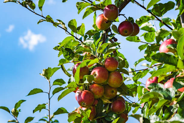 istock Red ripe apples on apple tree branch in Austria 1266432691