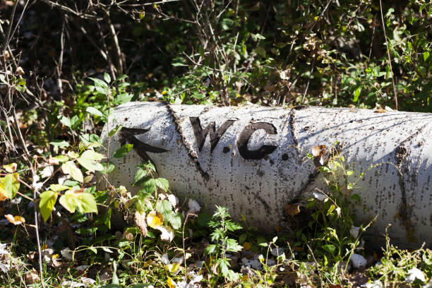 WC text with arrow cut with knife on bark of fallen tree. Trunk of felled aspen lies in grass and bushes in forest on sunny autumn day.