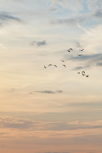 Migratory birds flying on the cloudy sunset sky