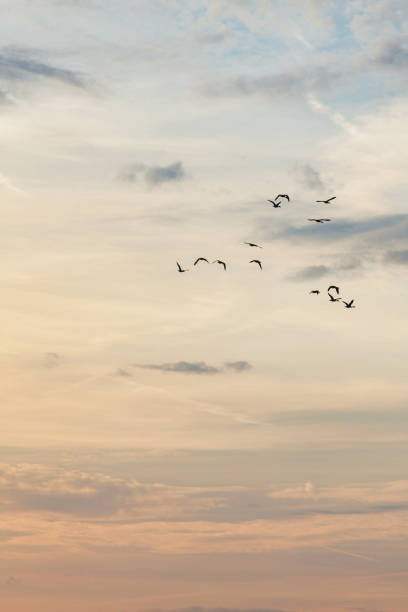 Migratory birds flying on the cloudy sunset sky Migratory birds flying on the cloudy sunset sky birds flying in sky stock pictures, royalty-free photos & images