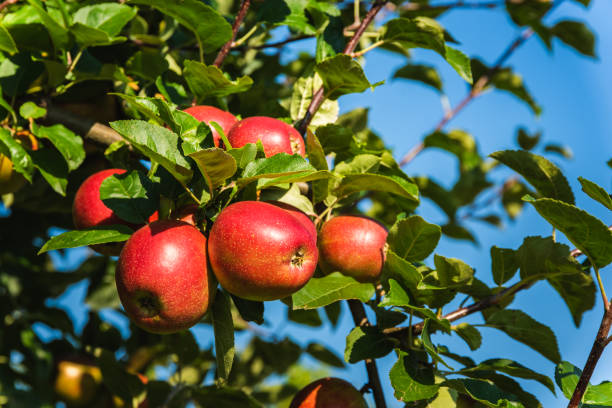 istock Red ripe apples on apple tree branch in Austria 1266433478
