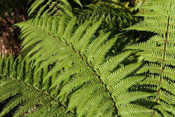 zbliżenie zielonych słonecznych liści paproci - fern new zealand macro frond zdjęcia i obrazy z banku zdjęć