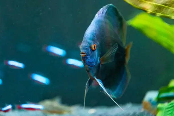 Closeup of a blue tropical Symphysodon discus fish in a fishtank. Selective focus background.