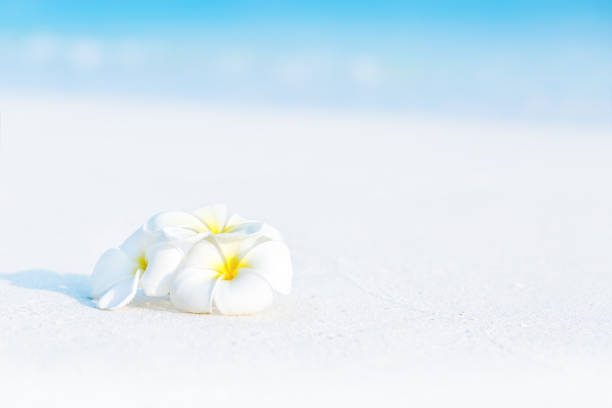 White plumeria flowers on tropical sandy beach with sea view background for copy space