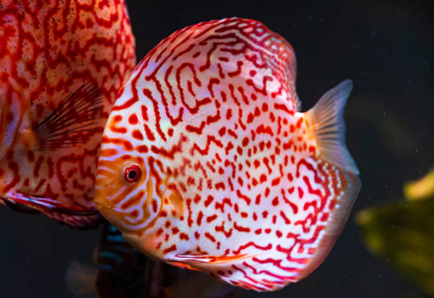 Discus Leopard Checkerboard 20+ Checkerboard Discus Stock Photos, Pictures & Royalty-Free Images ...