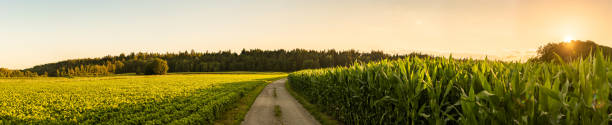 istock Panorama shot of rural path between fields of maize and soy leading to forest 1266434728