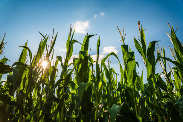 istock Rows of maize in rural area against blue sky in summer. 1266434747
