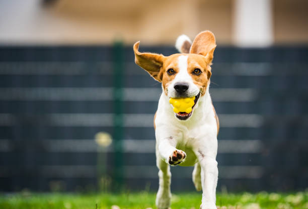 istock Dog fetch a yellow ball in backyard. Active training with beagle dog. 1266434822