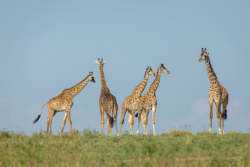 Five adult giraffes standing in green open plains of Masai Mara with blue sky in the background in Kenya