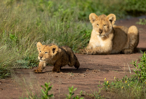 Two lion brothers hanging out together playing in Serengeti National Park Tanzania