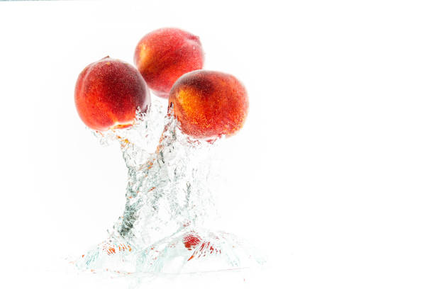 Nectarine fruits splashing into water and sinking with air bubbles isolated on white background. Copy space