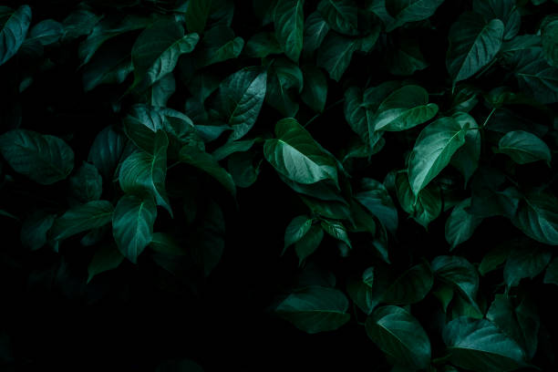 istock abstract green leaf texture, nature background, tropical leaf 1266435870