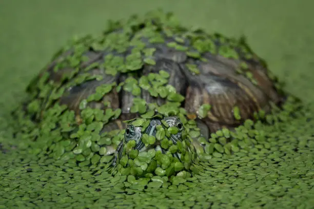 Red ear slider turtle