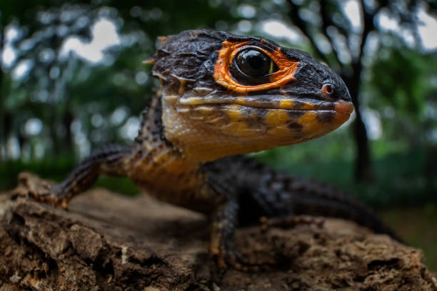 Red-eyed crocodile skink on log