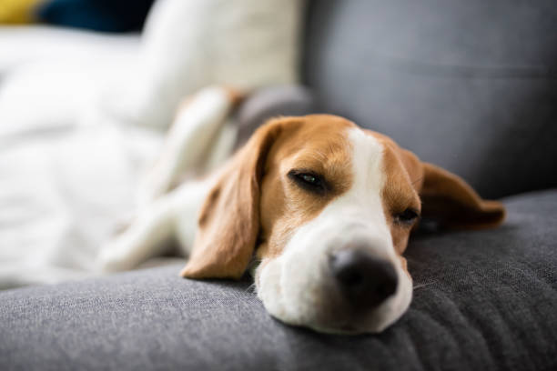 istock Beagle dog tired sleeps on a couch 1266438135