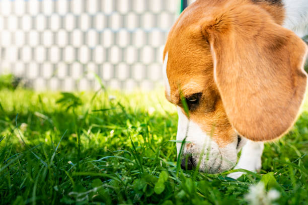istock Tricolor beagle dog eats grass, sunny summer day. 1266439135
