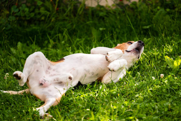 istock Tricolor beagle dog Rolling In Grass on summer day. 1266439879