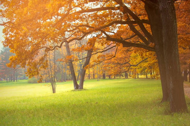 istock Selective focus of Autumn trees  in park 1266440041