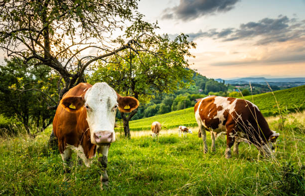 istock Cows grazing on a lovely green pasture at vinneyards 1266440058