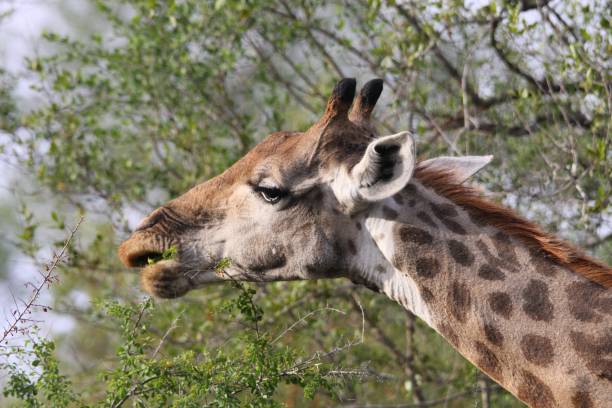 istock a giraffe in South Africa 1266440203