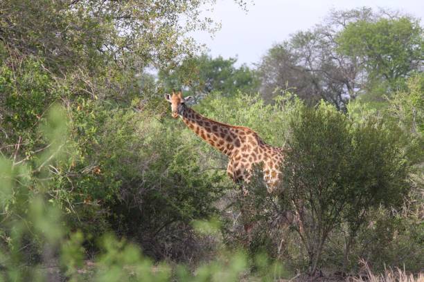 istock a giraffe in South Africa 1266440245