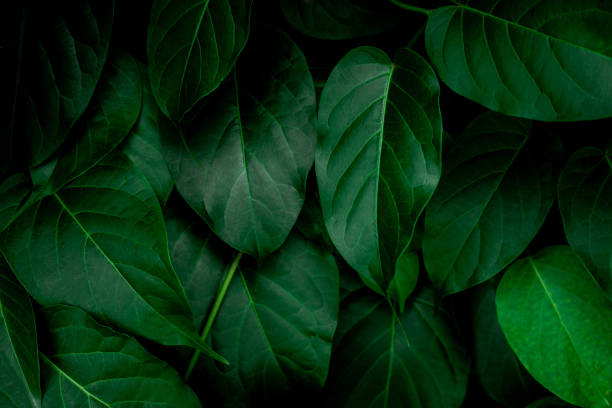 istock closeup nature view of green leaf background 1266440291