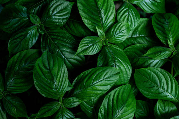 istock closeup nature view of green leaf background 1266440359