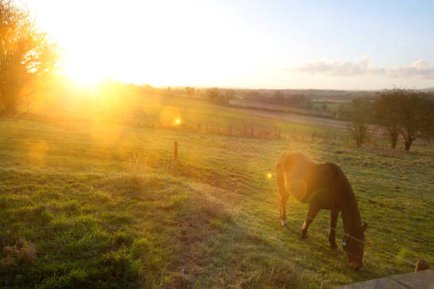 istock Horses in field with strong sunshine 1266440368